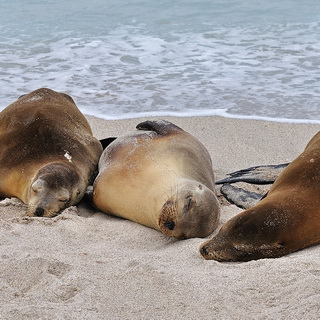 Galapagos - San Cristobal - Playa Carola - Sea lions